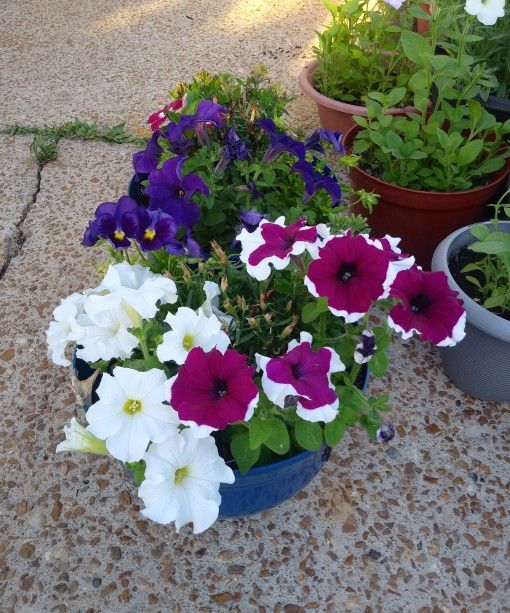 Mix flowers in large pots$12 Each pot