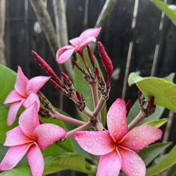 Plumeria 