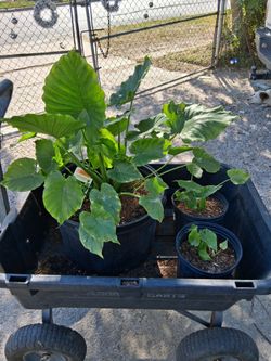 California elephant ear plant 🪴 15 gallon pot