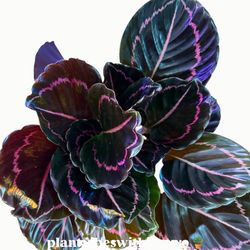 Large Black Dottie Calathea Plant - 6inch