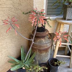 Aloe Vera Maculata
