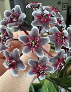 Hoya Hawaiian  Purple