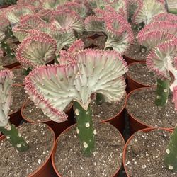 Coral cactus Plant / Rare!!!  