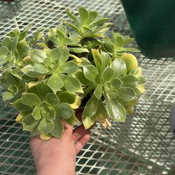 Suculenta