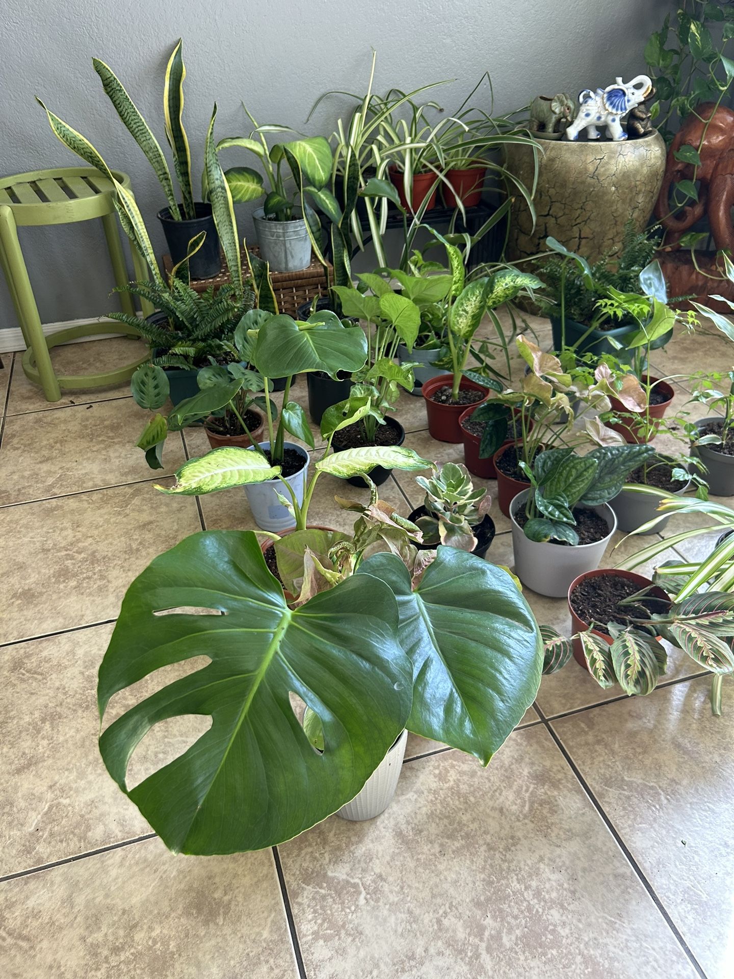 Plants For Sale 10 Each 