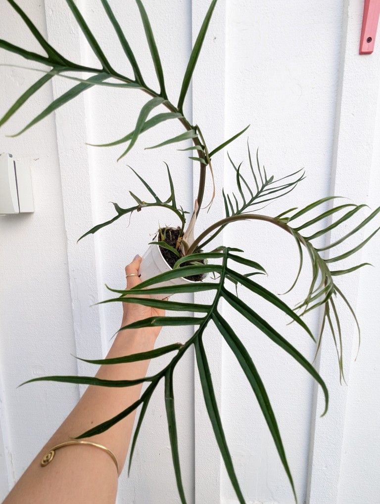 Philodendron Tortum Plant 4" Pot - Indoor House Plants