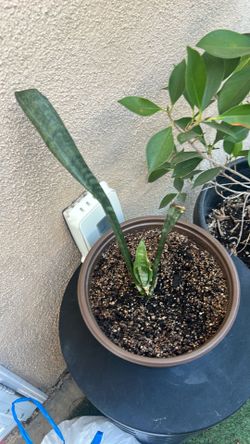 Snake plant