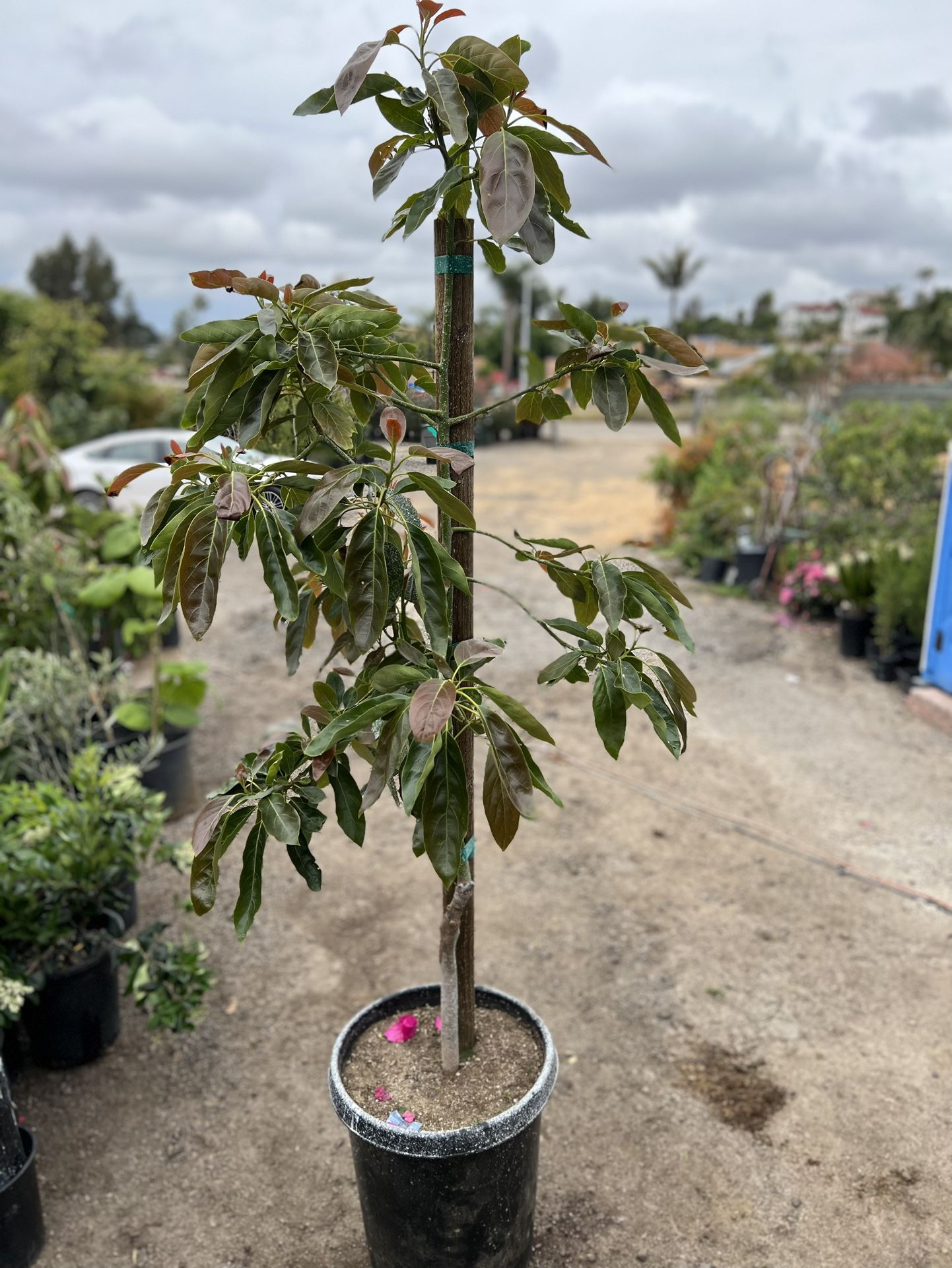 Avocado Tree
