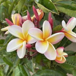 Rainbow Plumerias