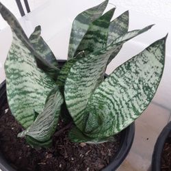 Big Plants $7 Each In Weeki Wachee Spring Hill