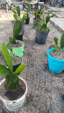 Plantas de nopales