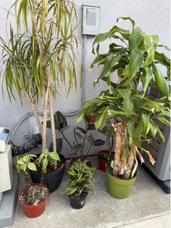 7 indoor houseplants for sale