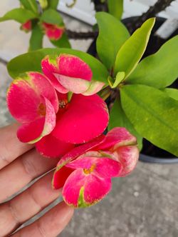 Crown Of Thorns Corona De Espinas Plant 