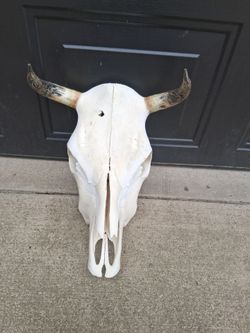 Artistic Cow Skull