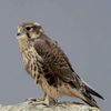 Falcon 