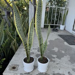 Snake Plant In Ceramic Pot 20$ Each