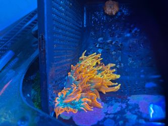 Inferno anemone