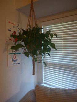 Hanging House Plant