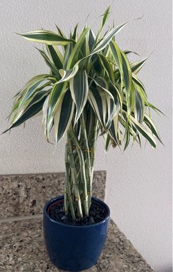 Lucky Bamboo