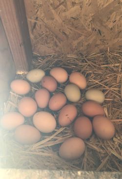 Eggs $5/dozen