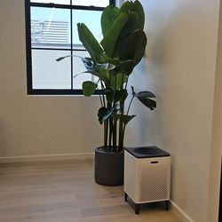 Indoor Plants For Sale