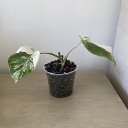 Monstera Albo bottom cut
