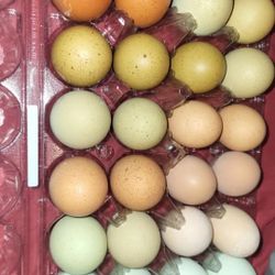 Hatching Eggs - Ch!Ck$ -