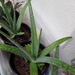 Have Beautiful 3 Huge Aloe Plants Only$7 Each Firm In Weeki Wachee Spring Hill
