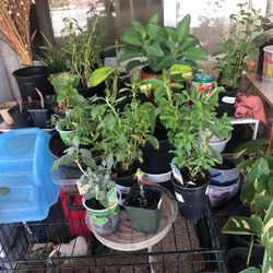 Plants Sale $10 OBO