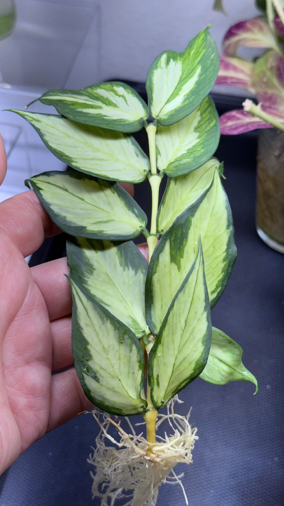 Hoya Polyneura Inner Variegated