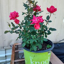 Rosas