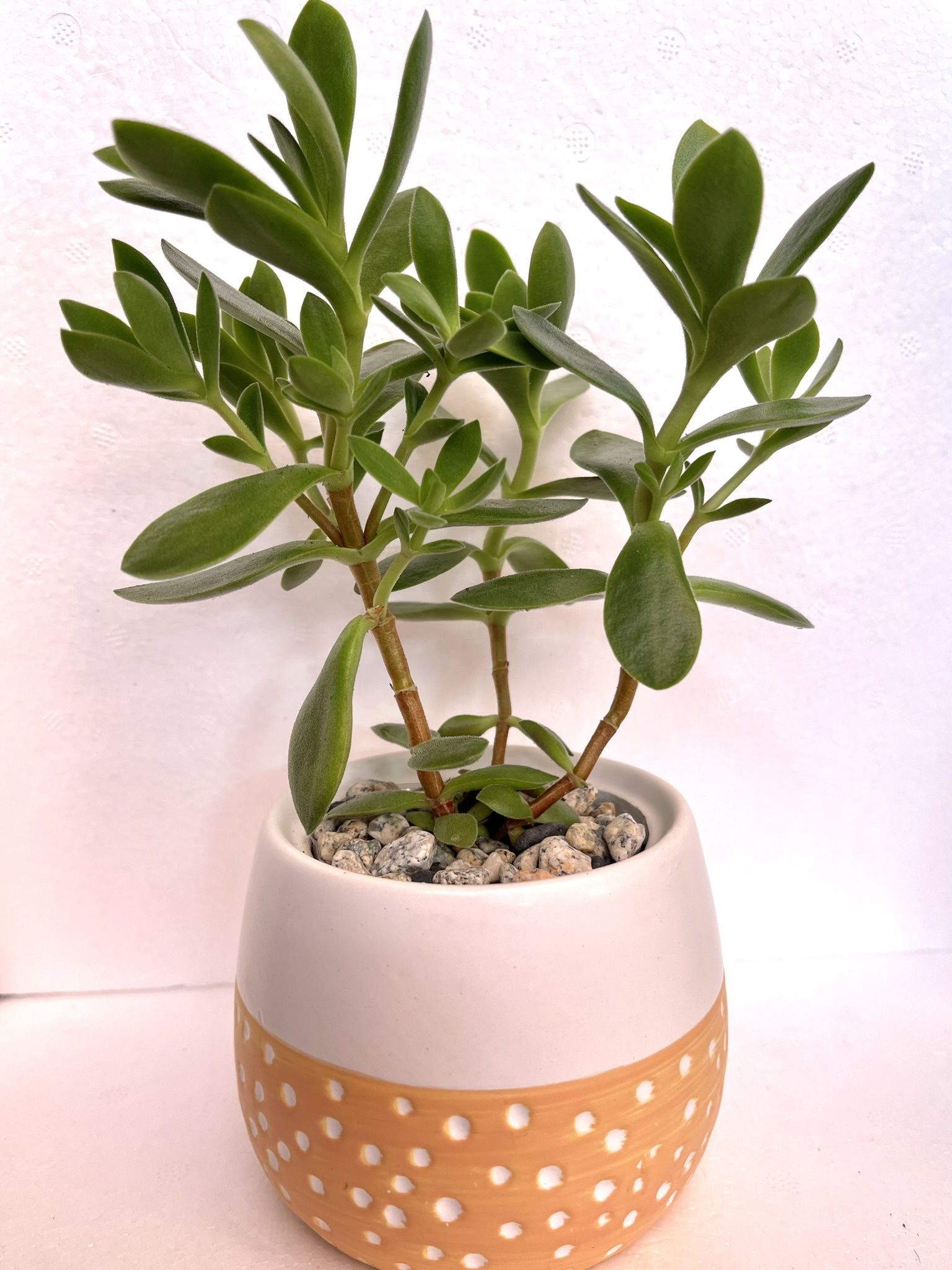 🎁Cute Succulent House Plant In Textured 3"H Ceramic Pot.