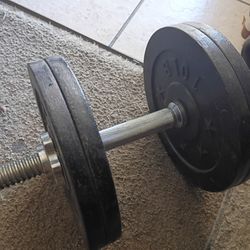Curl Bar 40lb