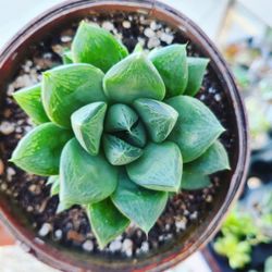 Variagated haworthia succulent