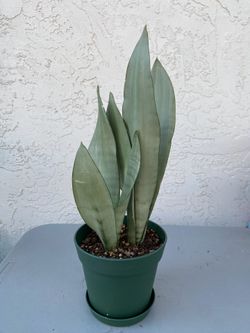Sansevieria trifasciata 'Moonshine'