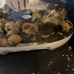 Button Quail Eggs 
