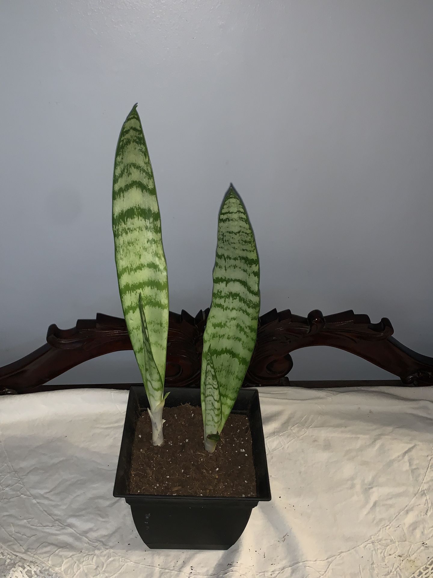 14” Snake Plant