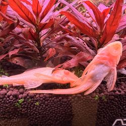 Albino Bristlenose Plecos - Amazing Algae Eaters (Upland, CA)