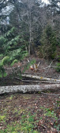 Need Free Firewood?