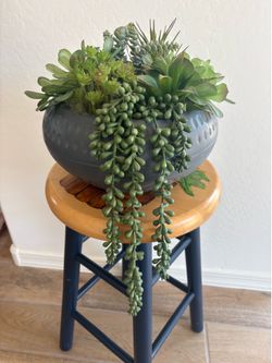 Decorative succulent plant