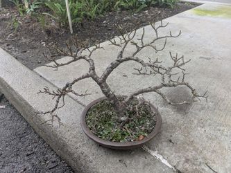 Portulacaria afra bonsai
