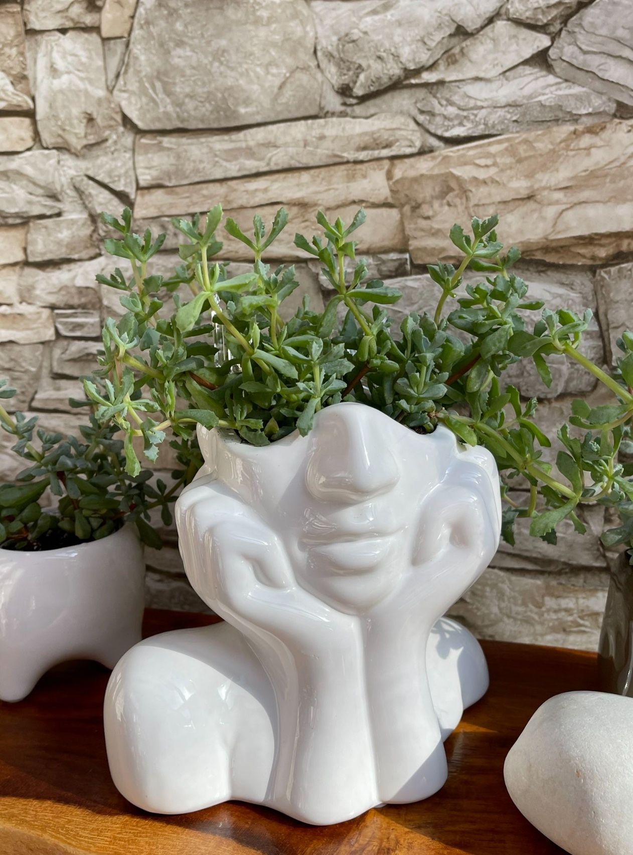 🎁 House Plant Succulent "Pink Ice "In 6"H Head Planter Pot.