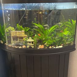 65 Gallon Fish tank 