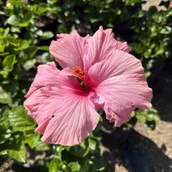 Hibiscus Bush