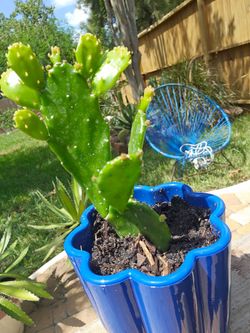 Prickly Pear Cactus