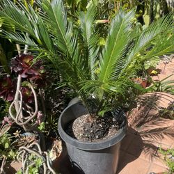 Sago Palm Tree Plant 15 gallon pot.