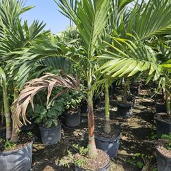 crhistmas Palms Adonidias Foxtail about 7 feet tall