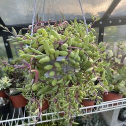 Ruby Necklace Succulent Plant