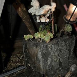 Tree stump with succulent arrangement