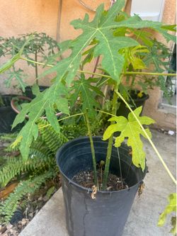 Hawaii papaya tree